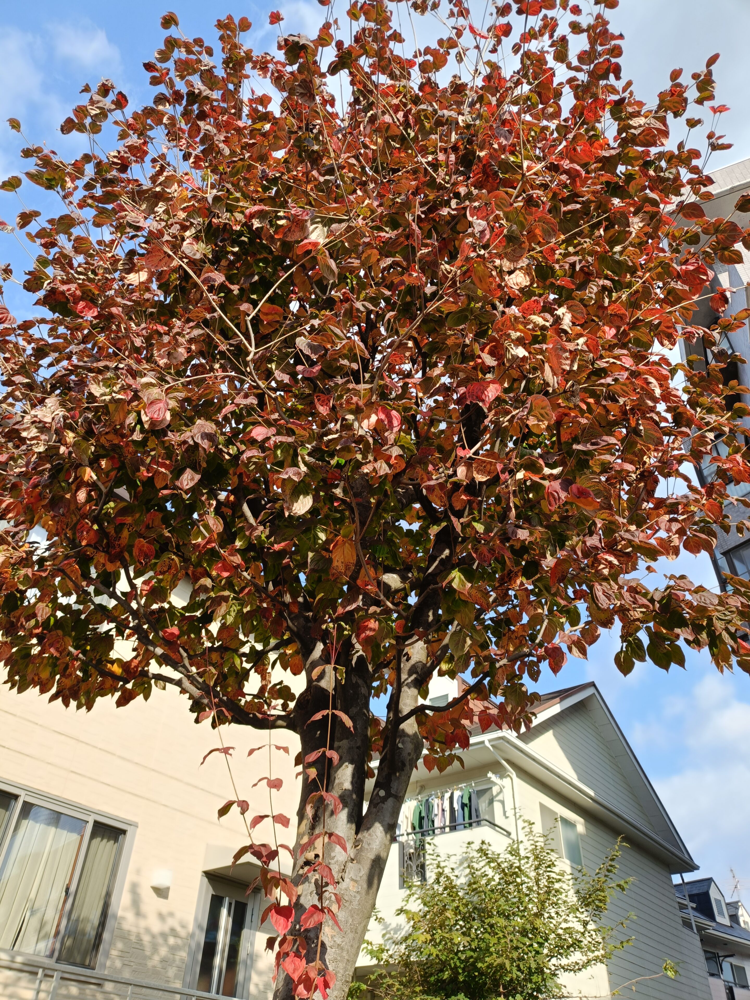 40代ママパパの涙腺ゆるすぎ問題。学習発表会シーズンに思うこと