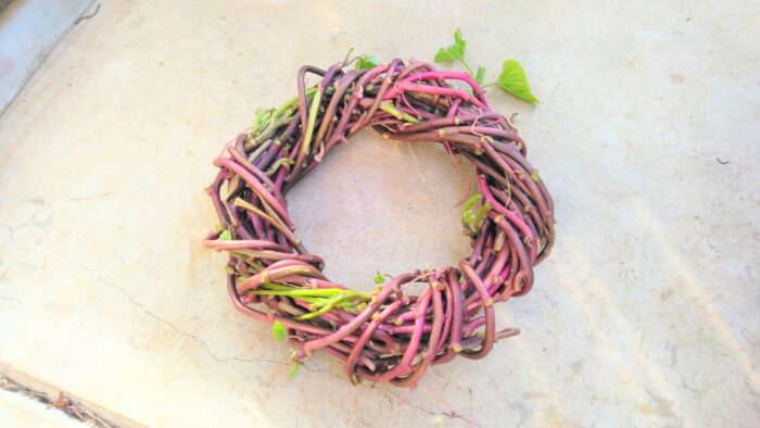 まさかの2m超え。芽が出たサツマイモを植えたら芋づるリースができた話