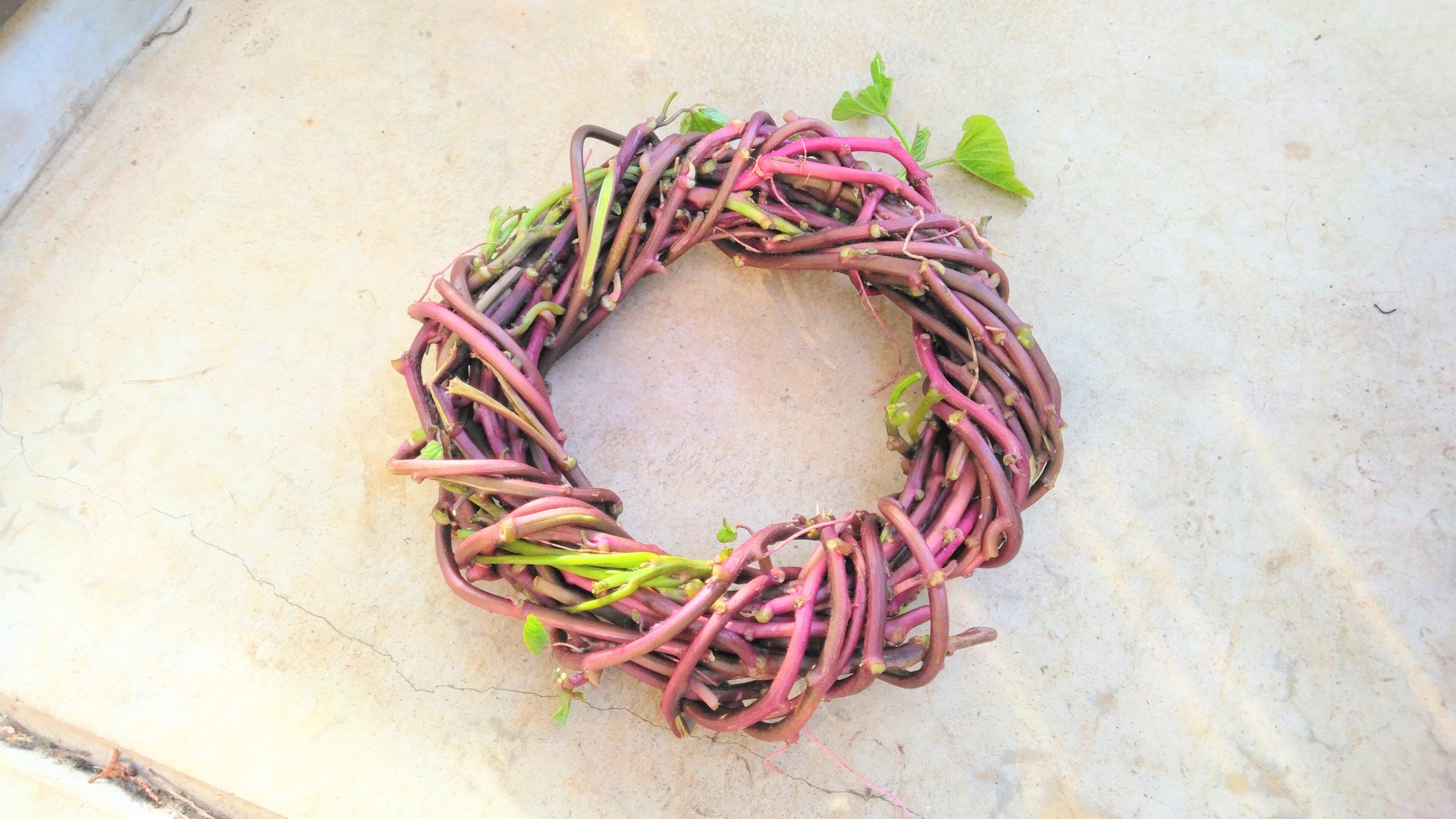 まさかの2m超え。芽が出たサツマイモを植えたら芋づるリースができた話