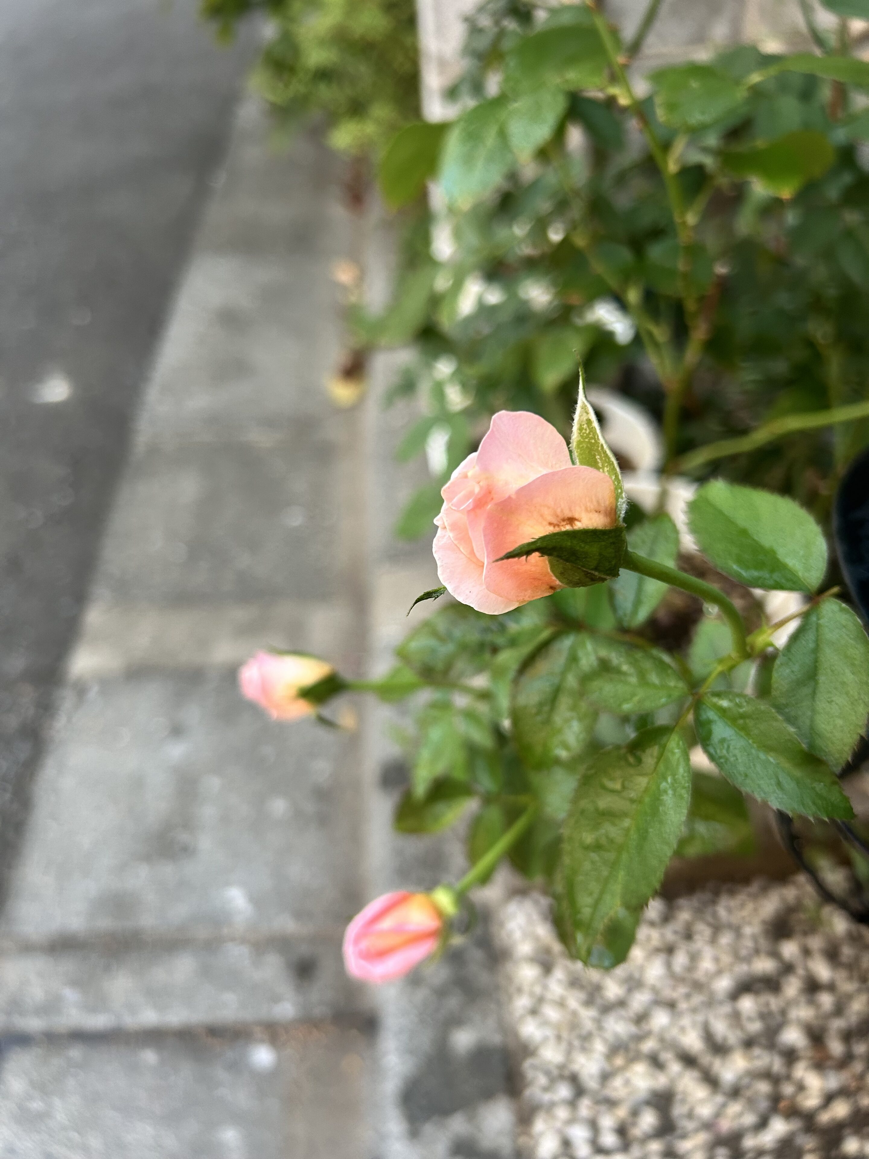 PTA推薦用紙、書く?書かない?3年連続で名前を書かれた私の話