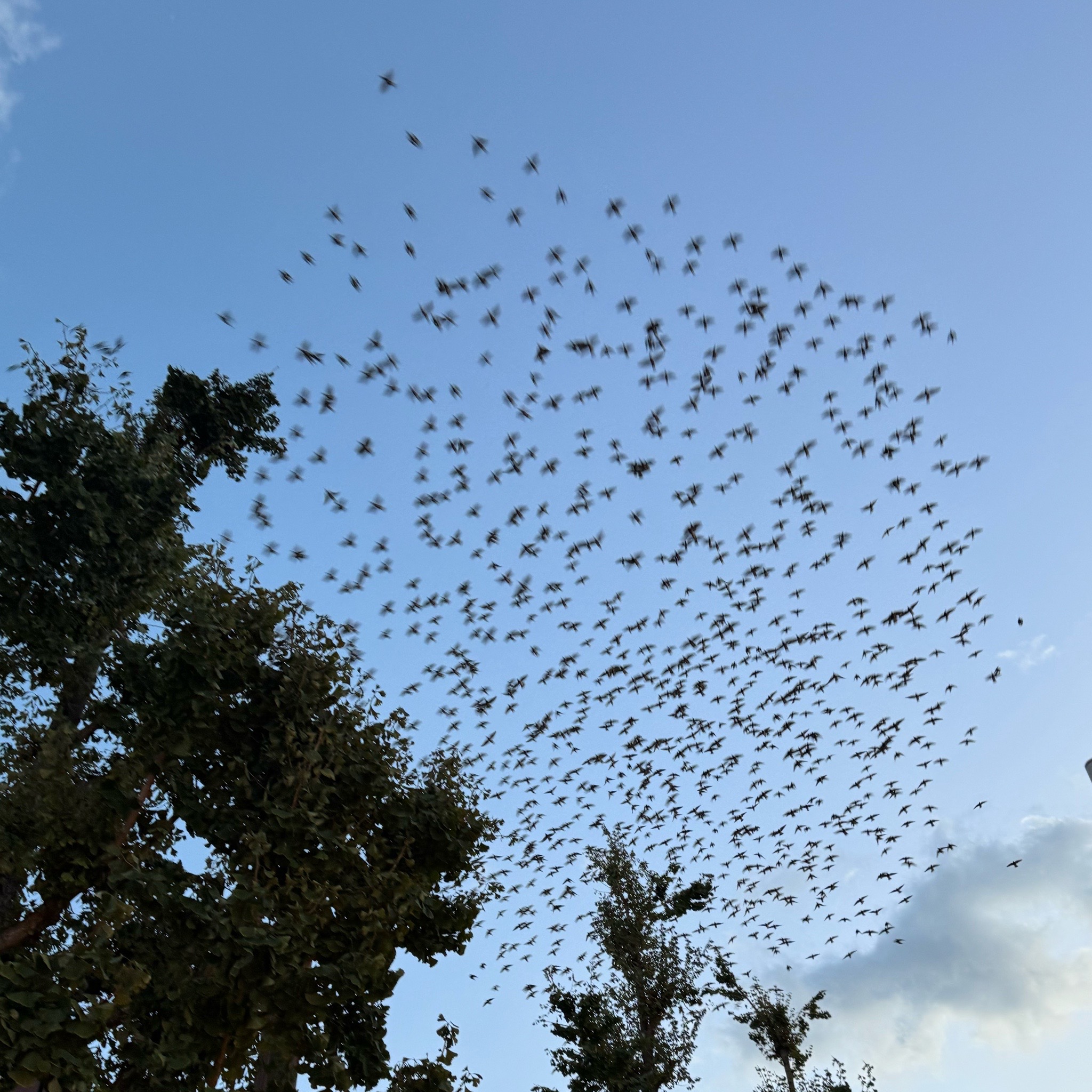 空を埋め尽くす黒い影！福岡の夕空で見た“鳥の大群ショー”