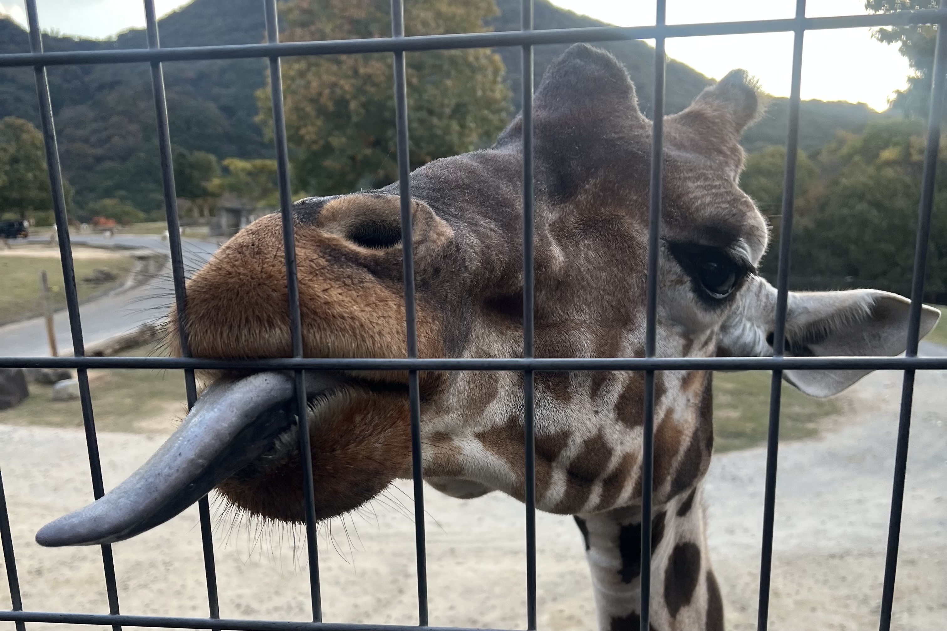 サファリ体験で広がる子どもの「なぜ?」の世界!親にとっても気づきの宝庫