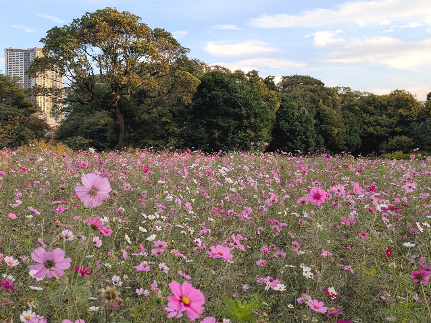 小学生のインフルエンザワクチン、注射かフルミストか?我が家の体験をご紹介