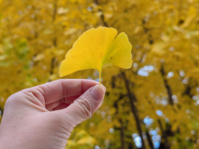 撮るだけ簡単！いきもの図鑑アプリBiomeで親子の外遊びが学びの時間に