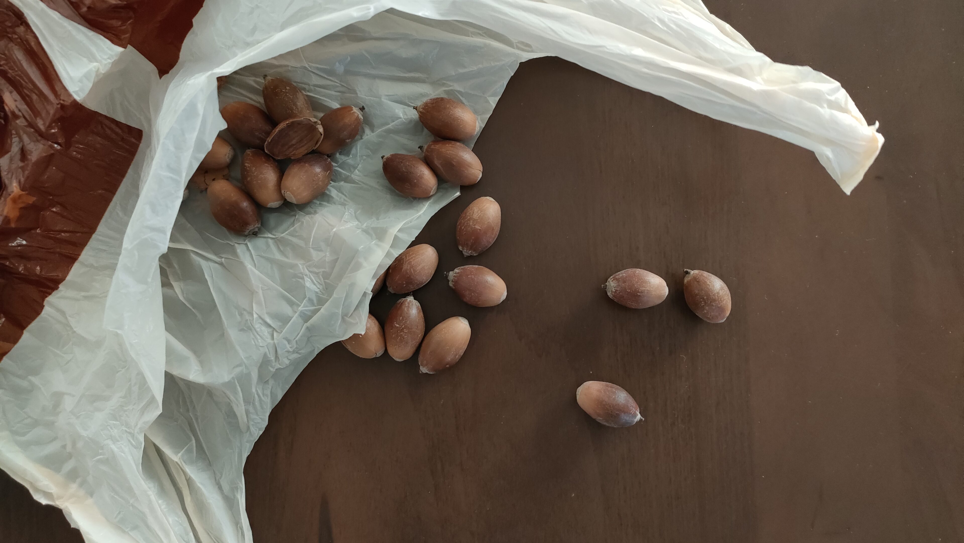 そのどんぐり、冷凍庫へ!拾ってきた大量のどんぐりにおびえない方法