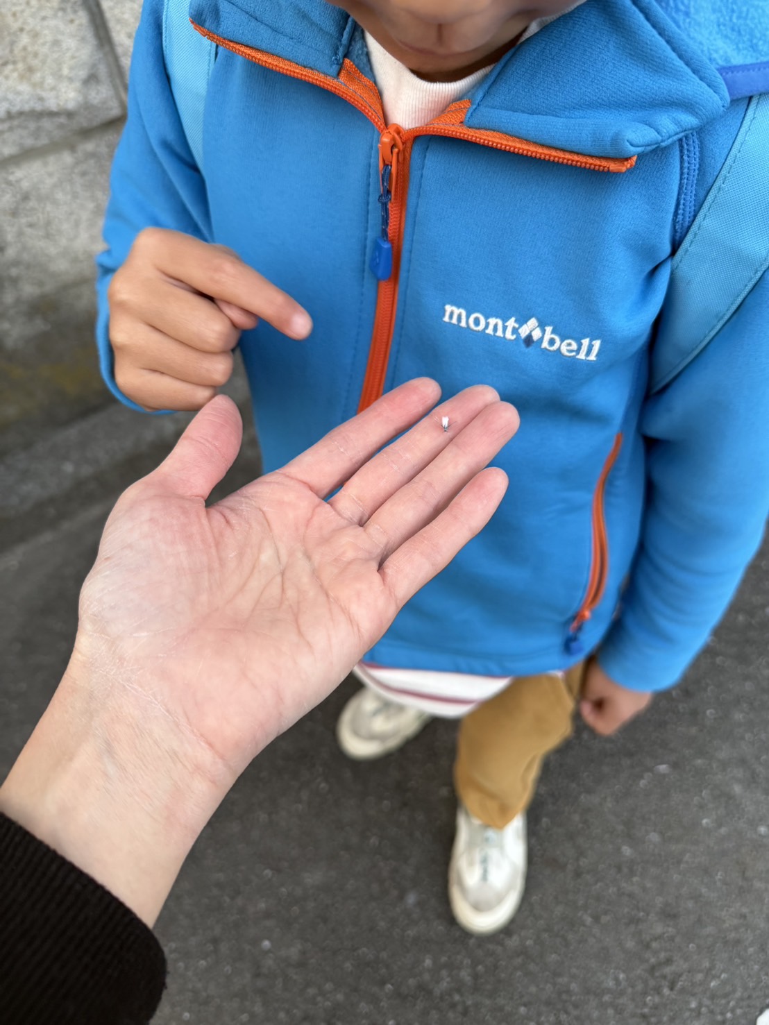 近所で雪虫がまさかの大発生！冬の合図と言われる“白いふわふわ”の正体に迫る