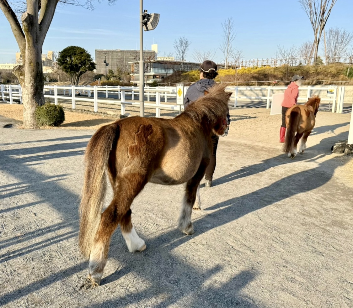 2026年、午年のスタートに！馬に会えてのんびり過ごせる都内の公園