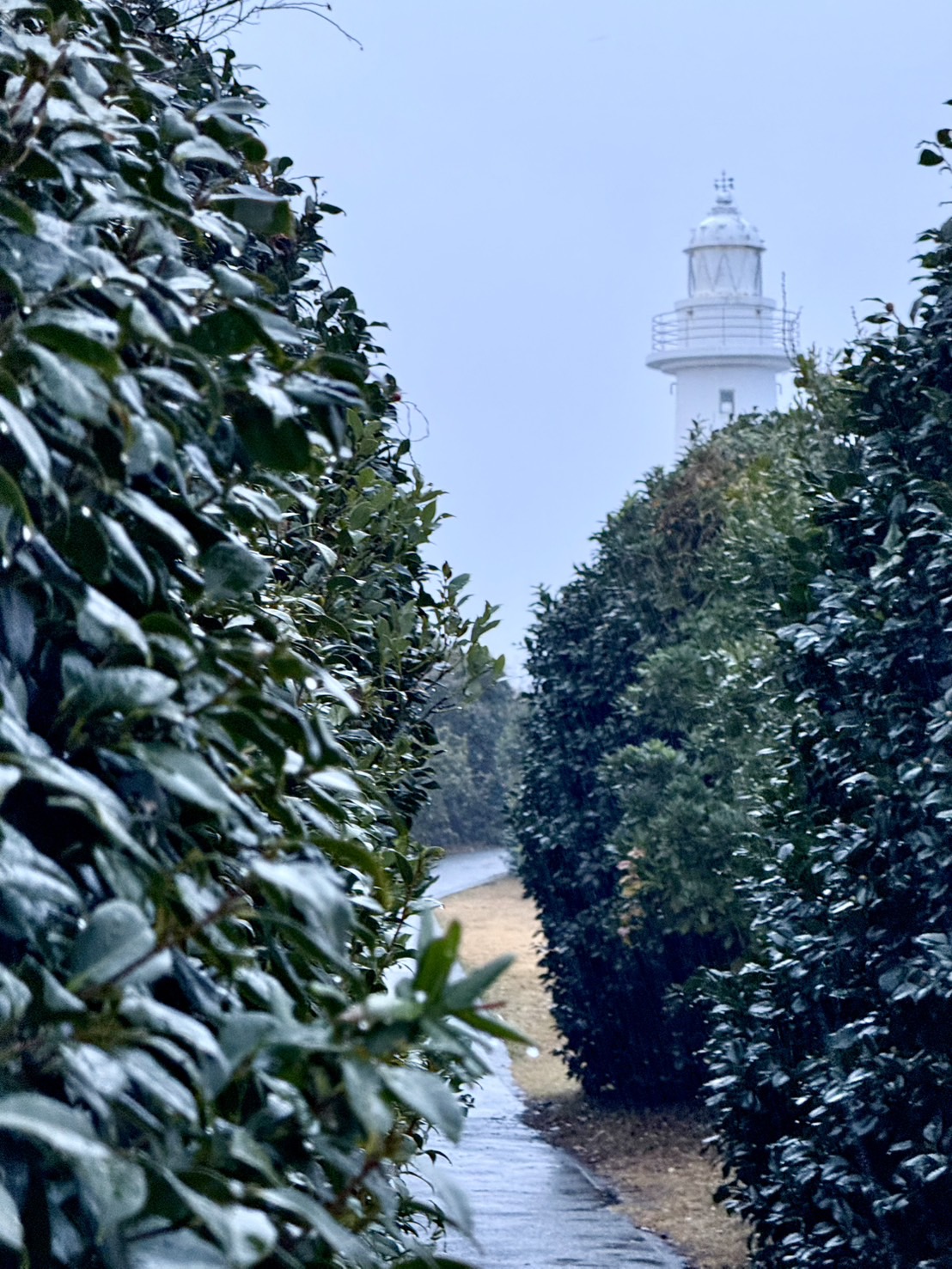 雨の日でもフォトジェニックなスポットに行ってみない?海と植物が幻想的な岬【静岡県下田】
