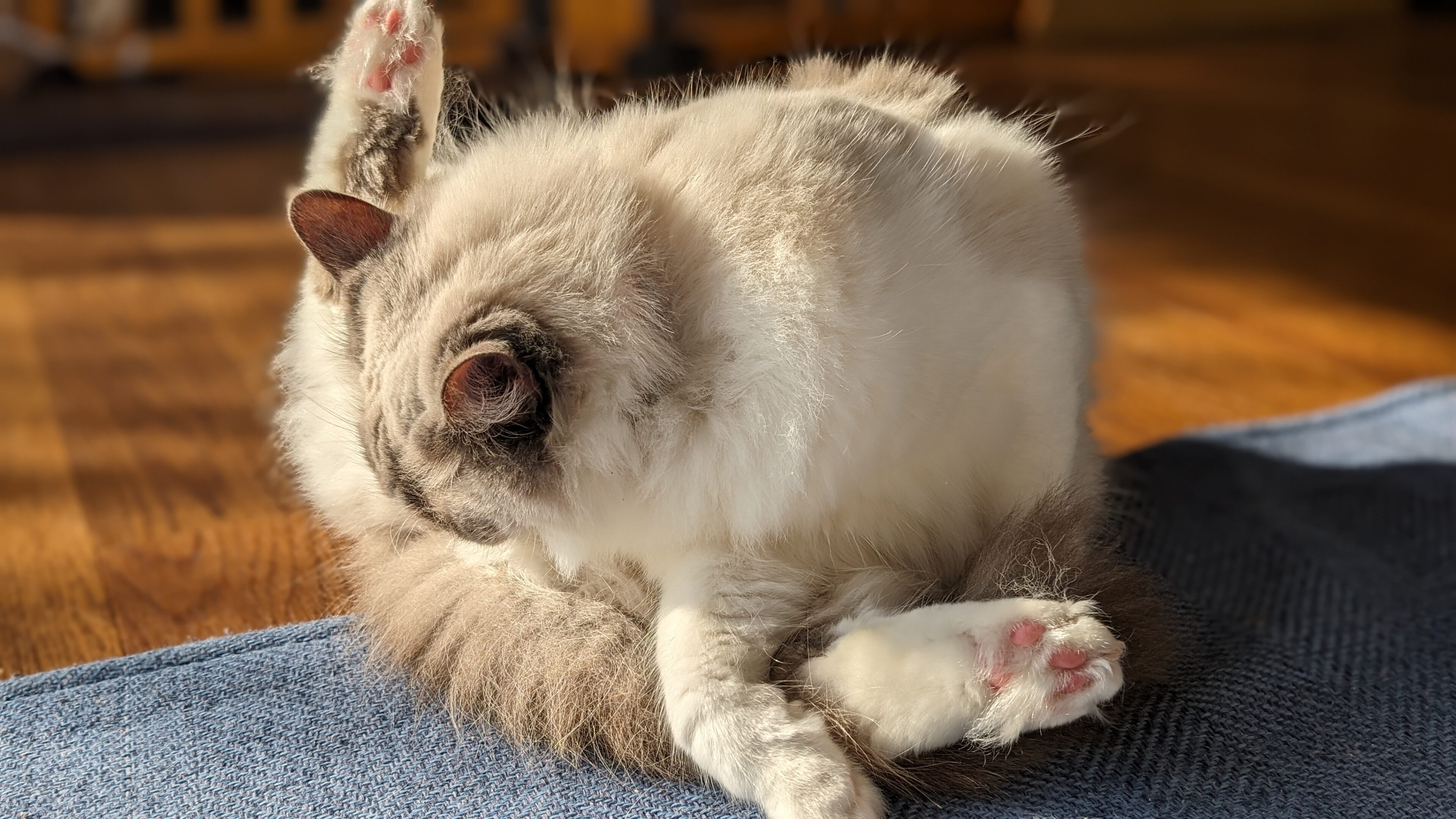 猫と暮らす小5男子が「断然犬派!」理由に納得