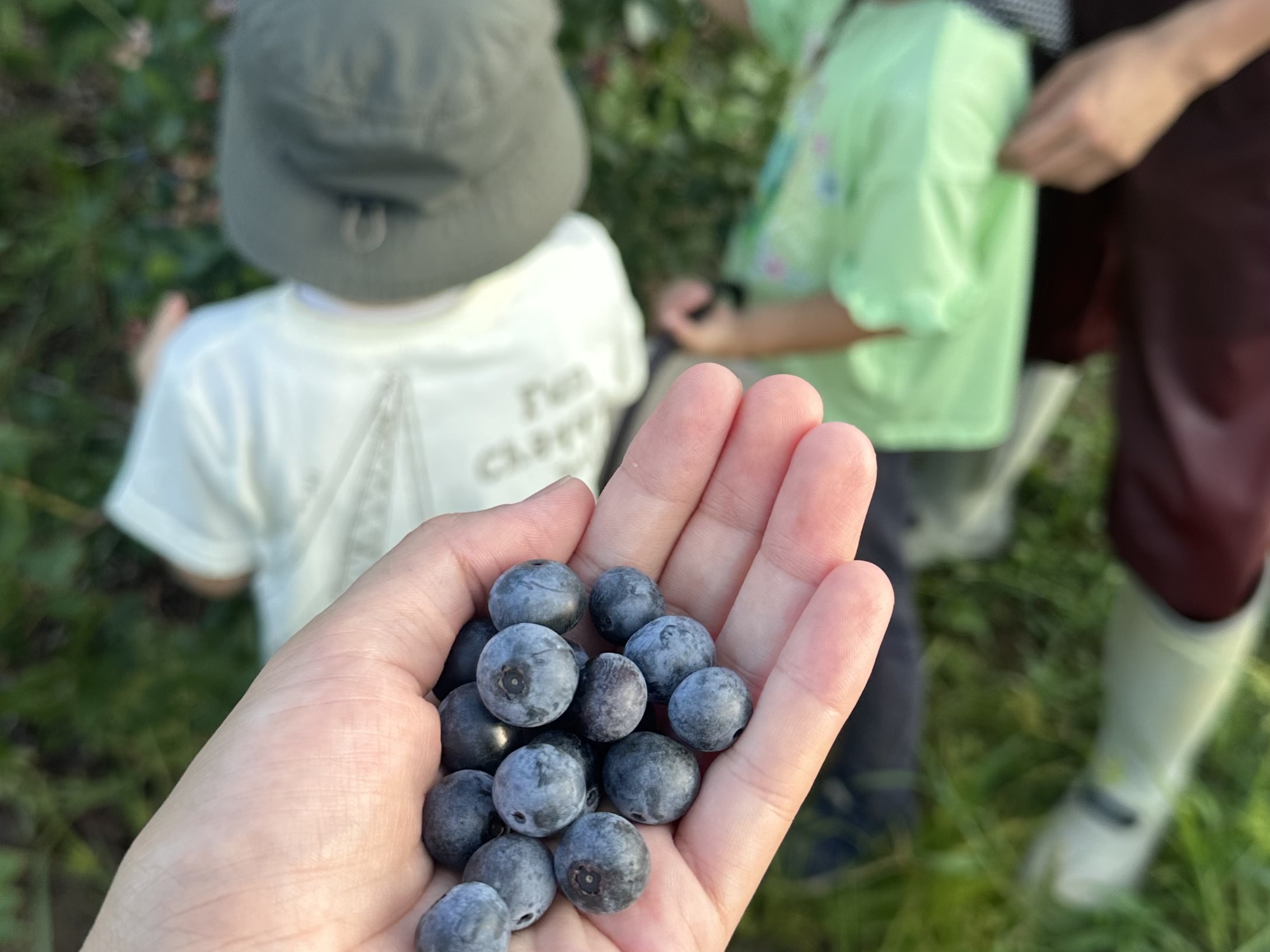 フルーツ嫌いの息子が「好きな果物はブルーベリー」と即答!その真意は