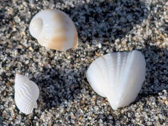 冬の海は寒いだけじゃなかった！親子でハマったビーチコーミング