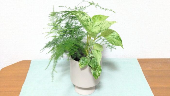 おうちグリーン｜何かと枯らす私が1年育てた観葉植物、嬉しかった贈り物