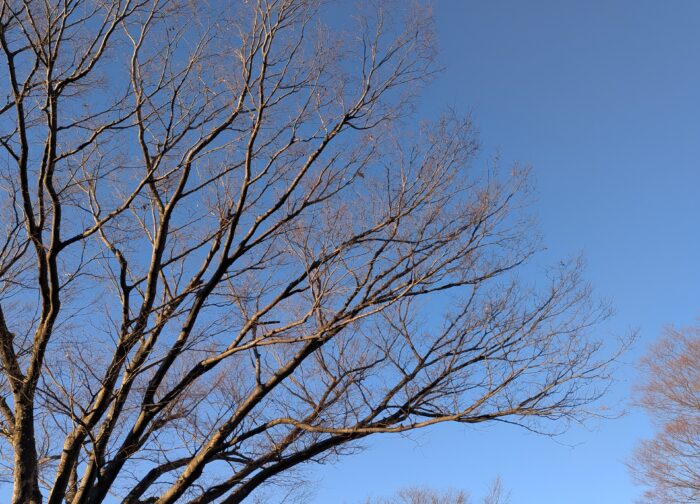 年長児の怒りの「なんで？」小学校入学前に感じた我が子の心の変化