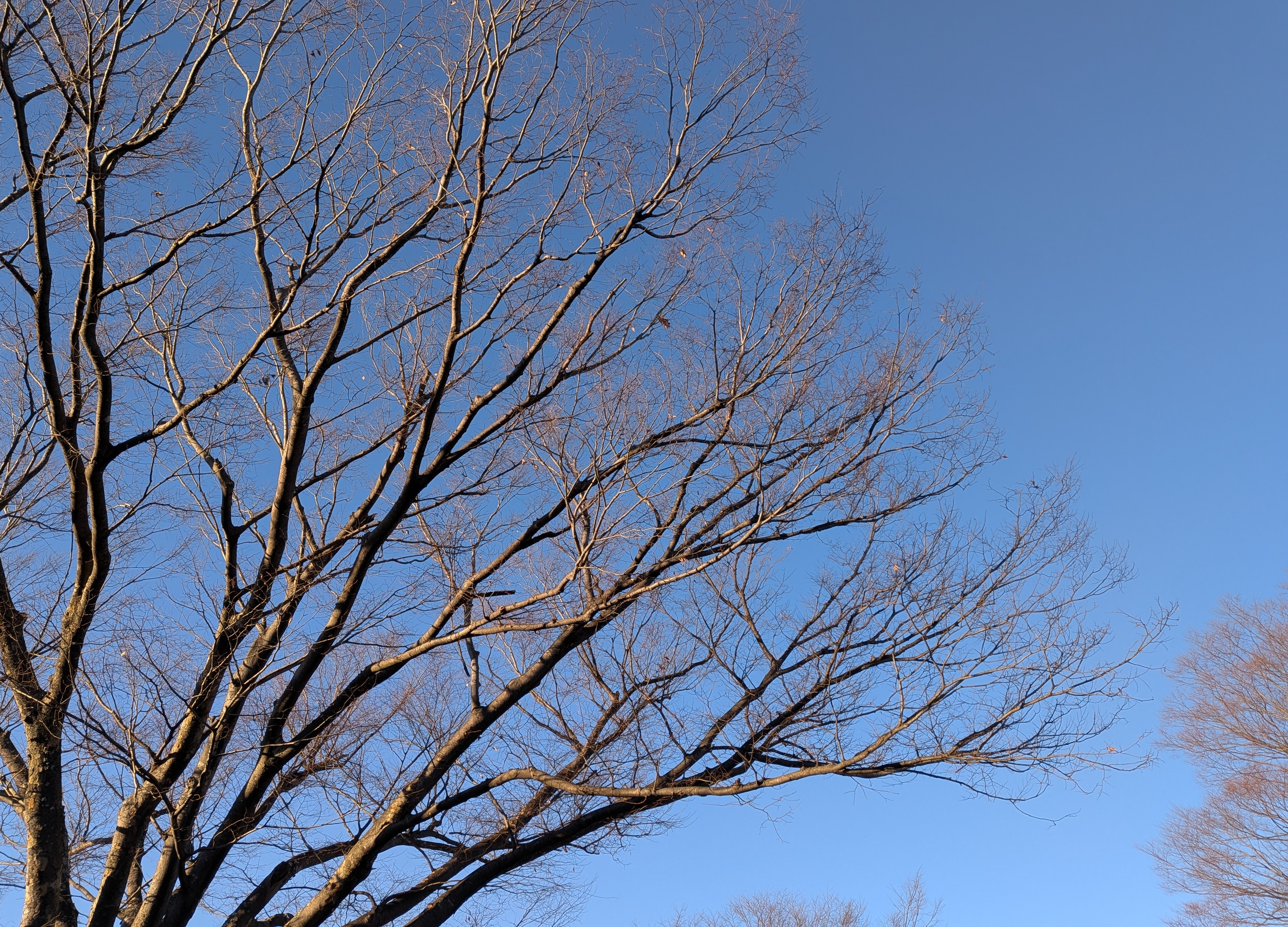 年長児の怒りの「なんで?」小学校入学前に感じた我が子の心の変化