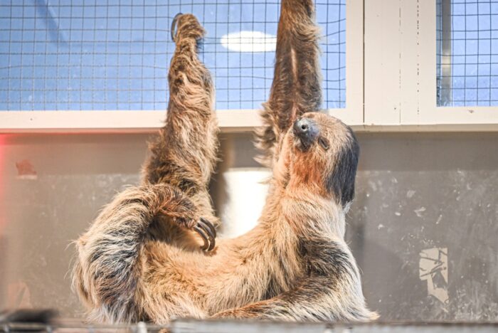 【みなとみらい】ナマケモノが目の前に！都会の真ん中に動物園！？いつものお出かけ感覚で動物たちと触れ合おう