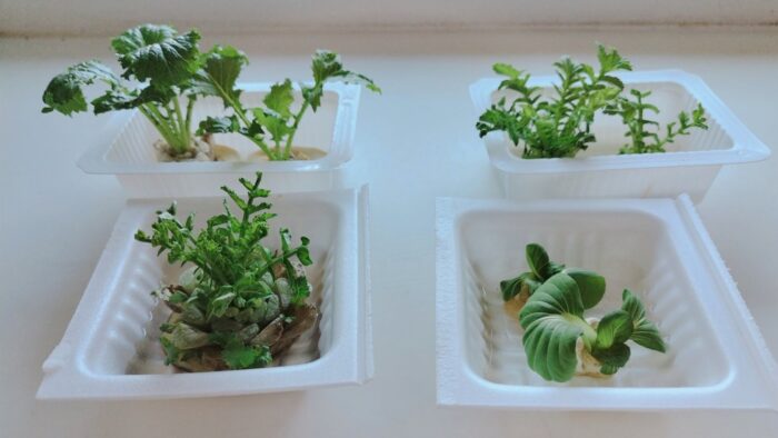 大根、かぶ、チンゲンサイのリボベジをやってみた私のリアル報告書