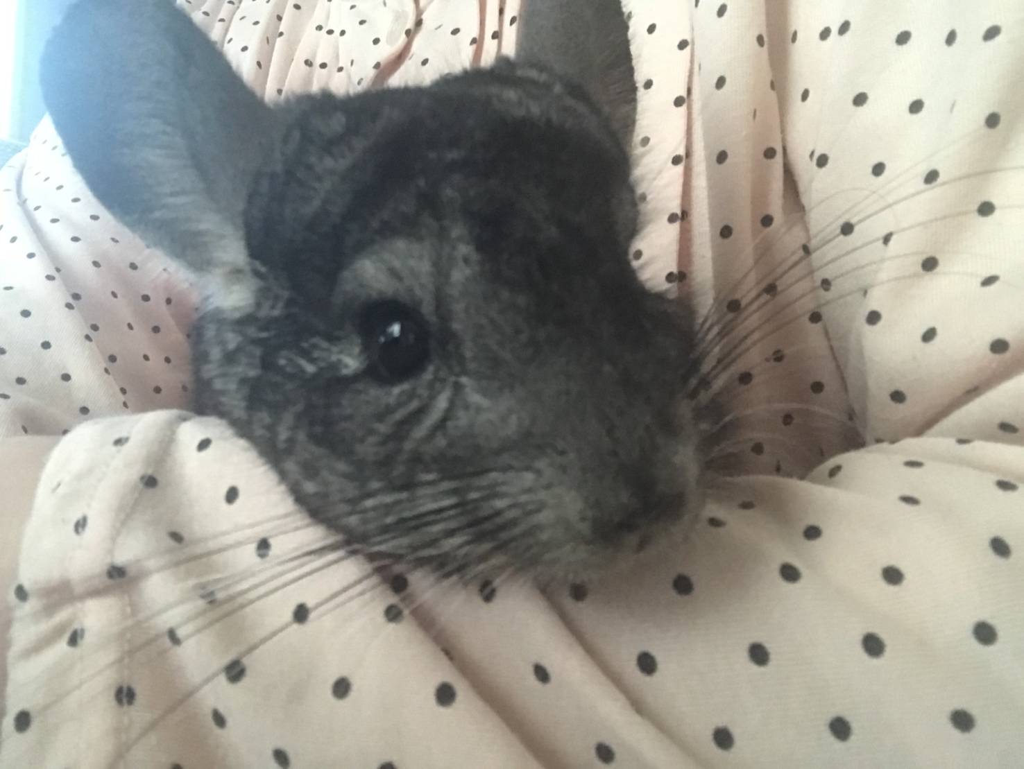 10年間家族だったペットとのお別れ。その時子どもたちは