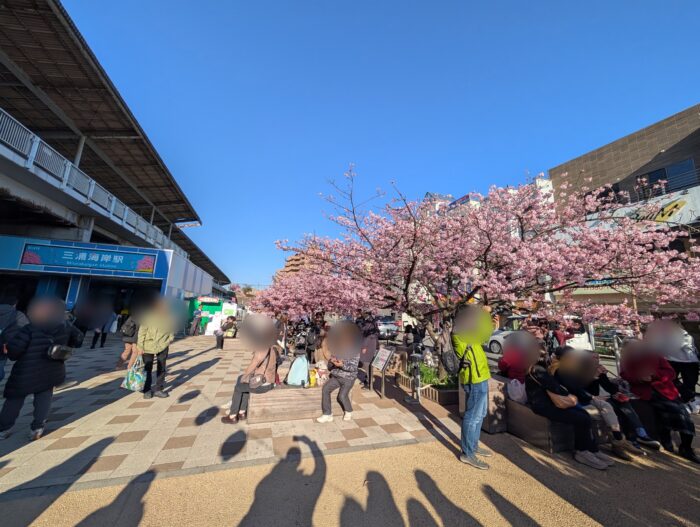 【三浦海岸桜まつり】品川から1本の春旅！100円の旬生わかめを直伝しゃぶしゃぶで堪能