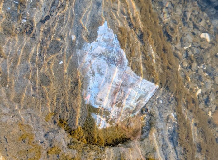 【狛江水辺の楽校】東京で化石発掘！15cmの巨大二枚貝を発見！その正体は？