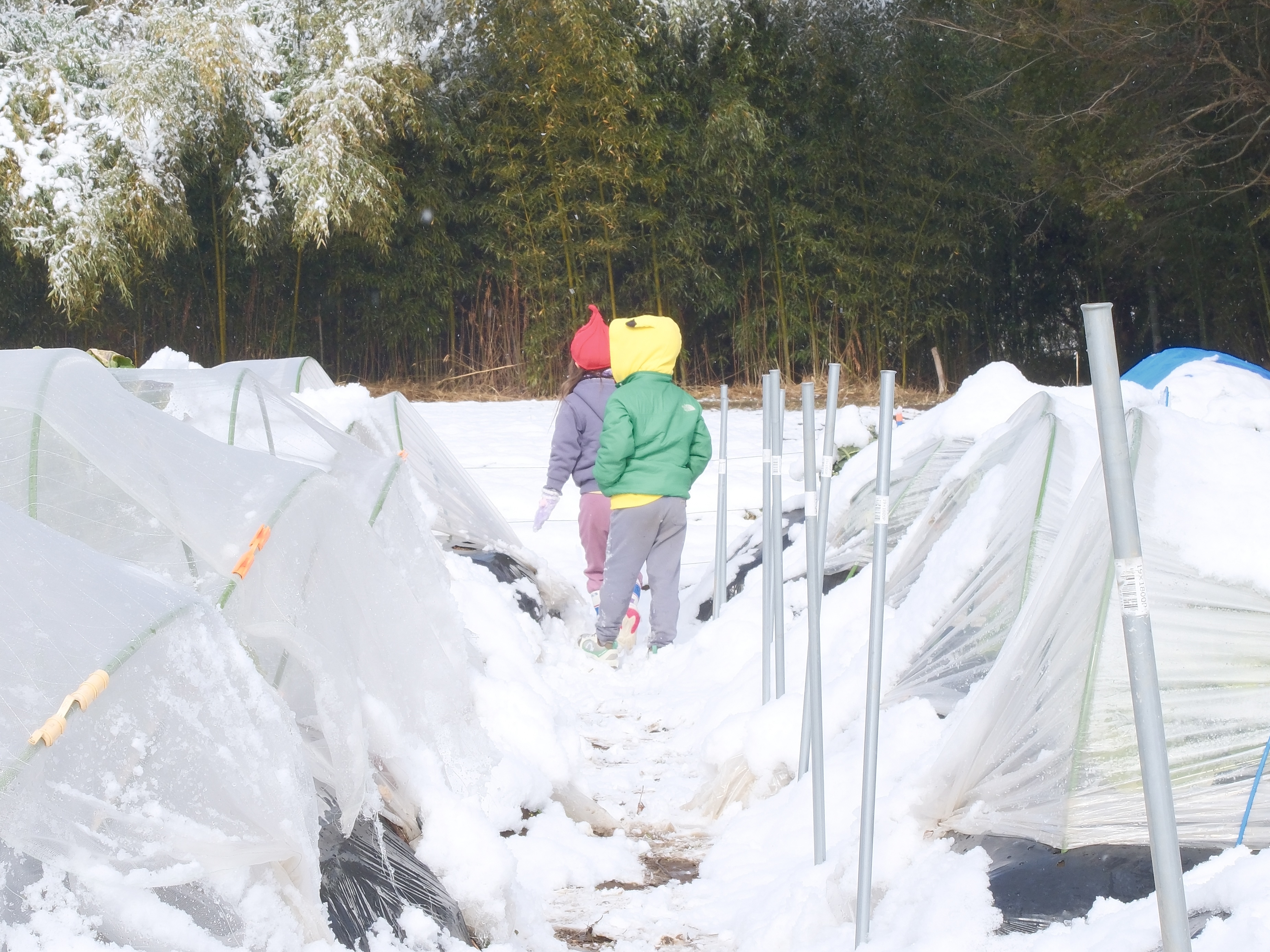 「種が悪かったんじゃない?」5歳の一言に食育の本質を考えた日