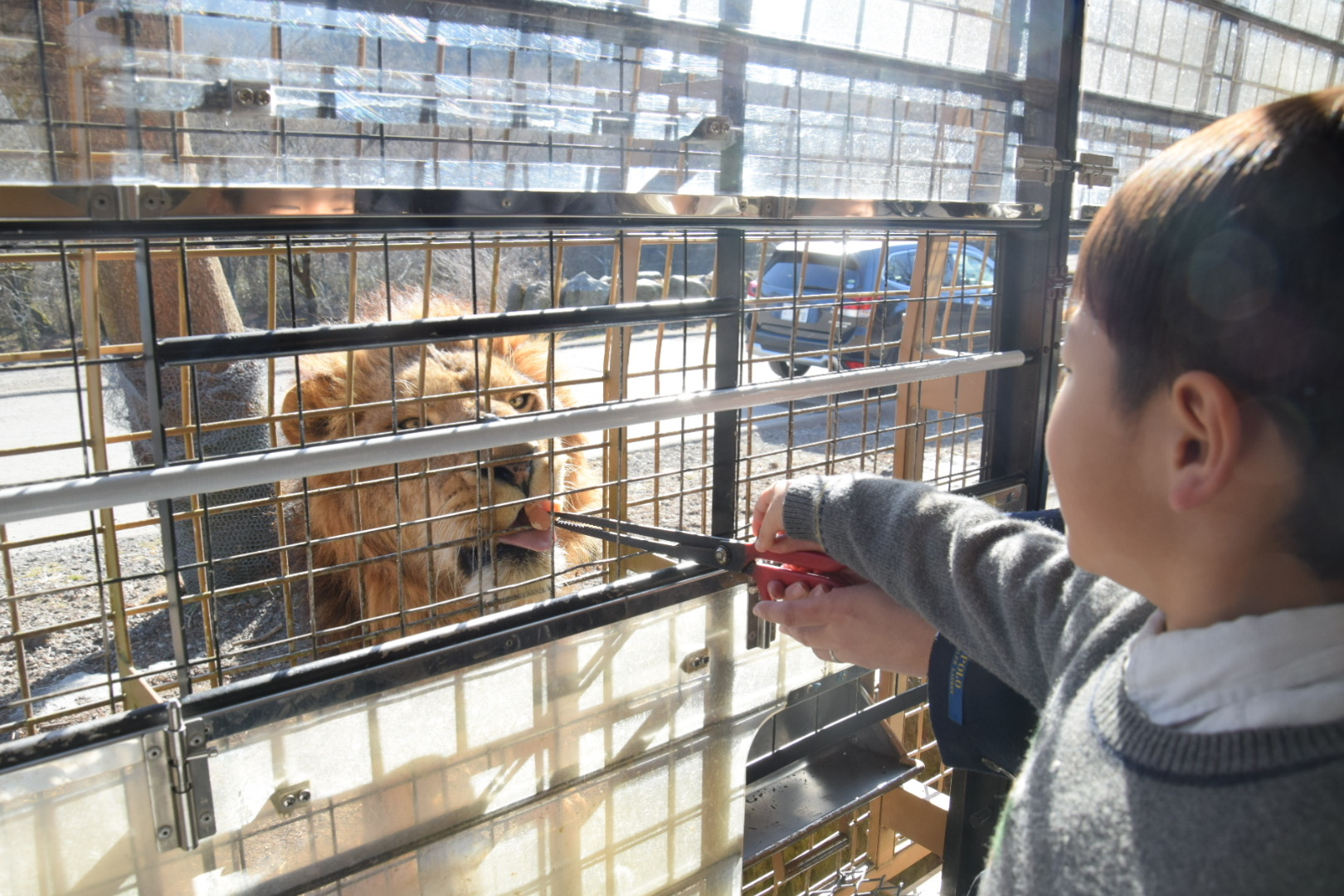 【富士サファリパーク】動物との距離にびっくり！親子で楽しむ体験型動物園