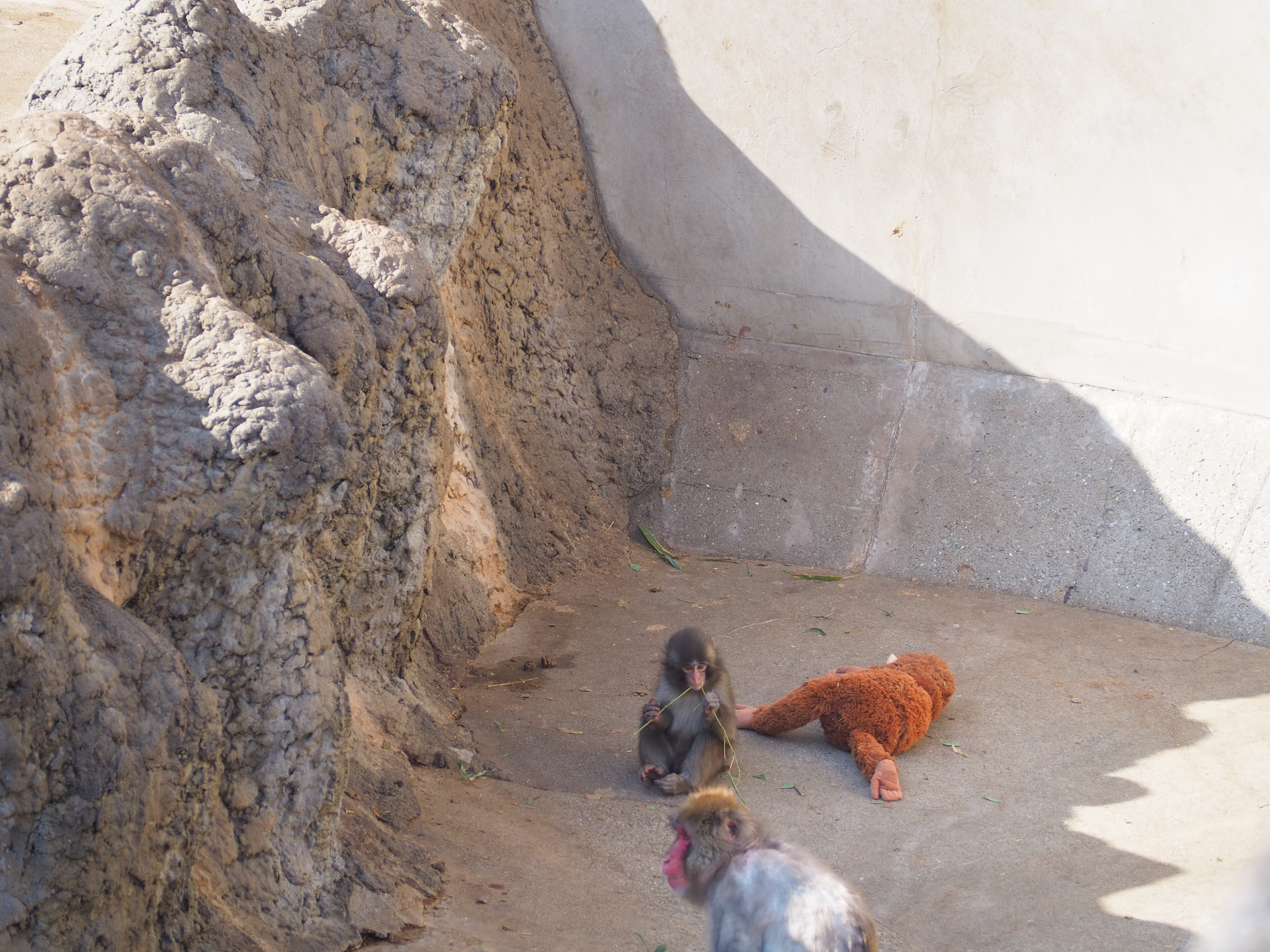SNSで話題のパンチに会いに市川市動植物園に行ってきました!
