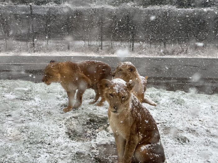 【雪の日】ライオンが動かない!? それでも楽しめた秋吉台サファリランド