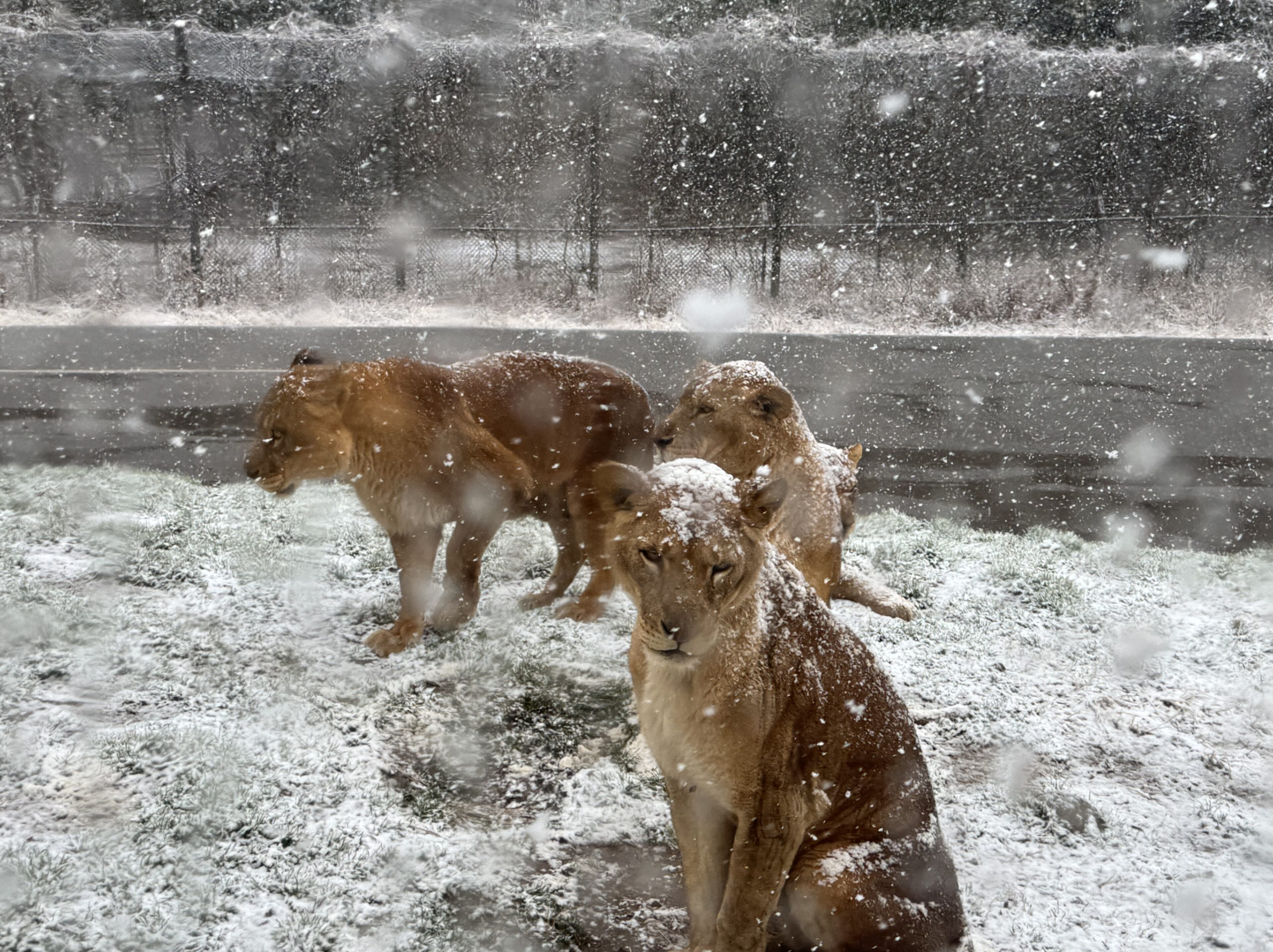 【雪の日】ライオンが動かない!? それでも楽しめた秋吉台サファリランド