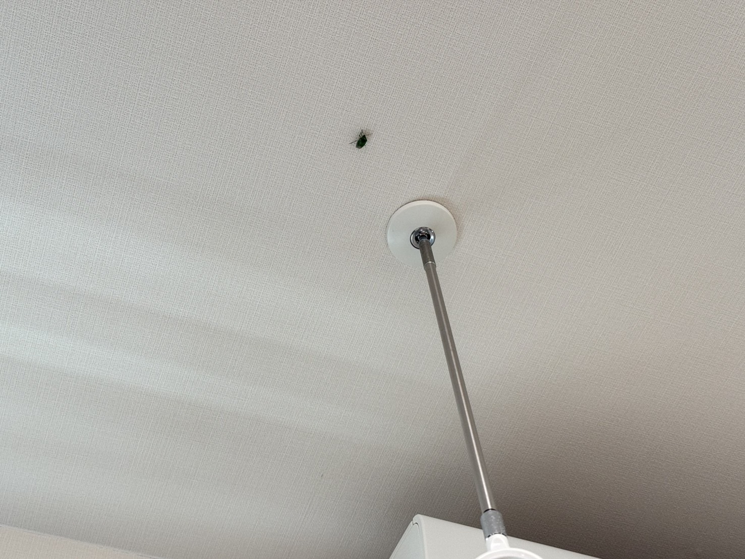 わが家に潜む越冬隊の末路やいかに 〜カメムシとの共存は可能なのか？〜