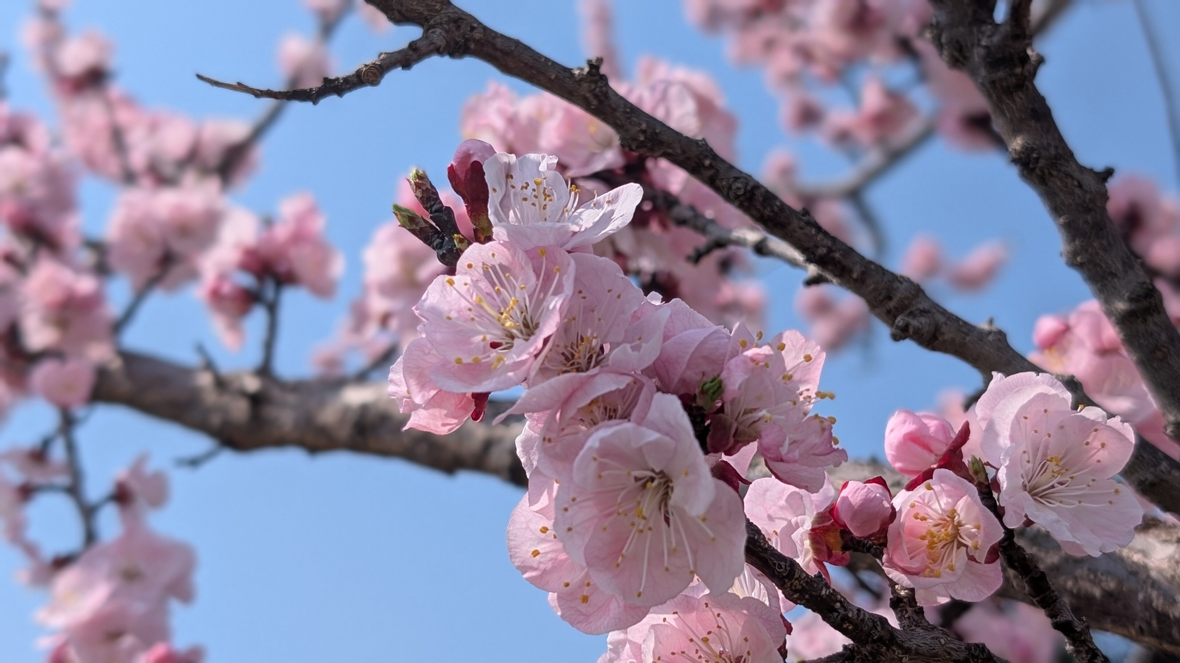 「なんで言わなあかんの？」6年生を送る会。小2三男が納得できないセリフとは…