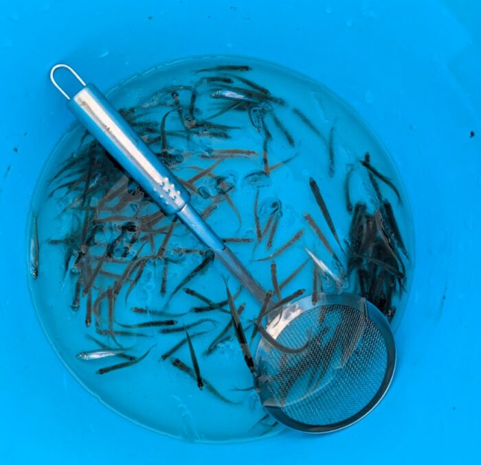 ワカサギ100匹釣れるかな!? 白銀の世界の北海道、湖上でワカサギ釣りの釣果と究極の食育