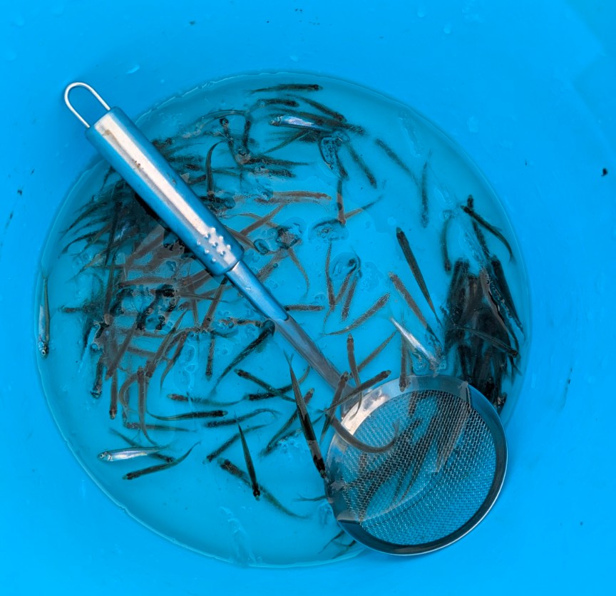 ワカサギ100匹釣れるかな!? 白銀の世界の北海道、湖上でワカサギ釣りの釣果と究極の食育