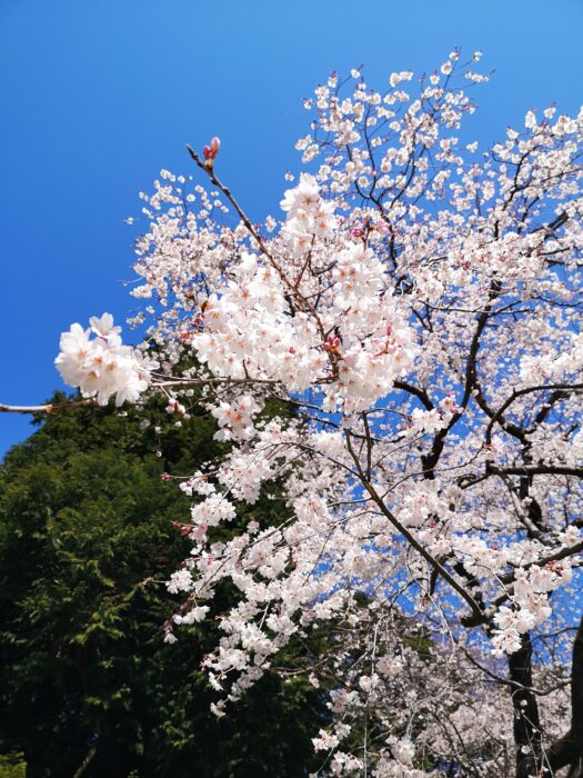 卒園前の息子「寂しくないよ」…寂しかったのは親の私でした
