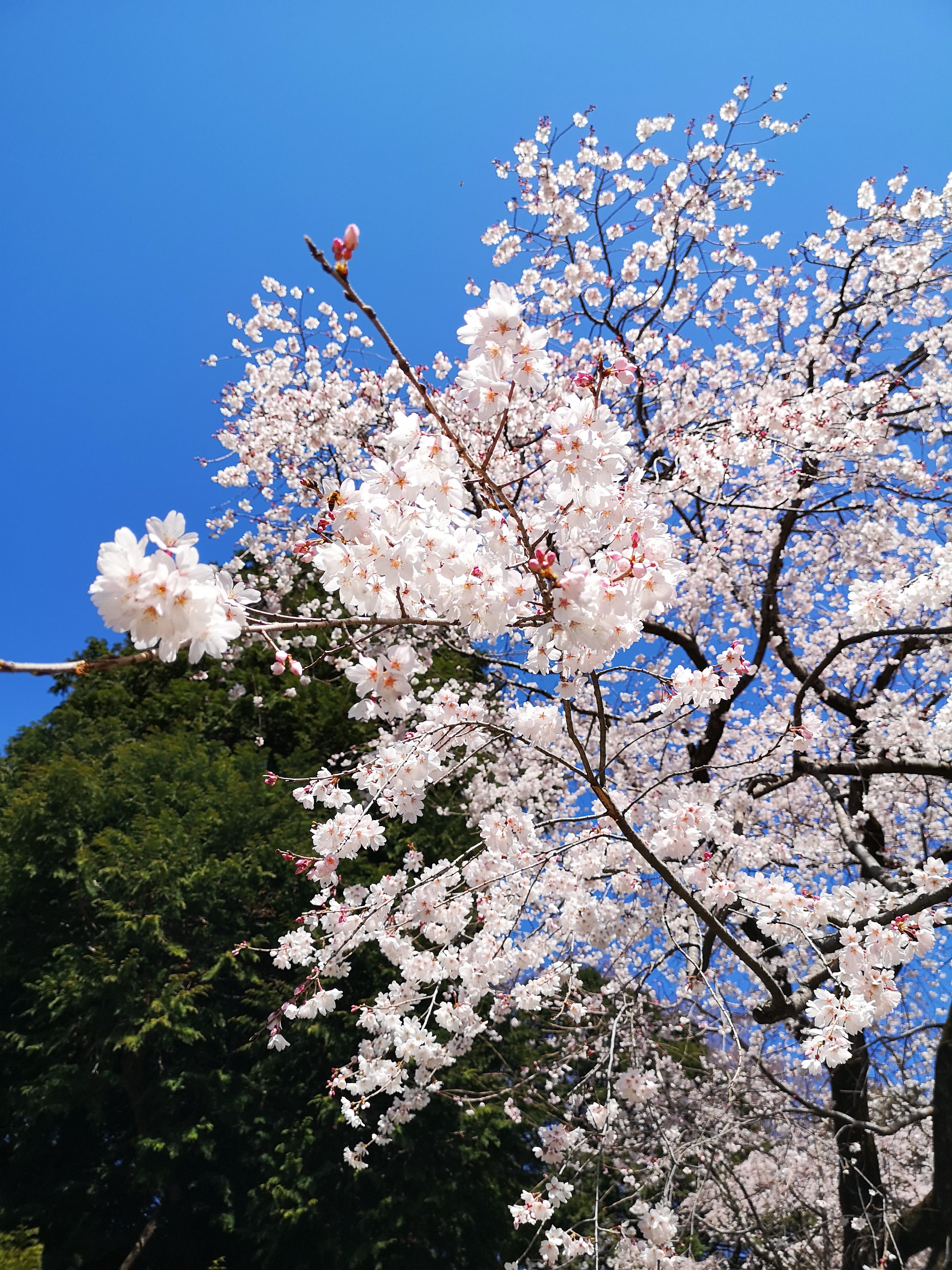 卒園前の息子「寂しくないよ」…寂しかったのは親の私でした