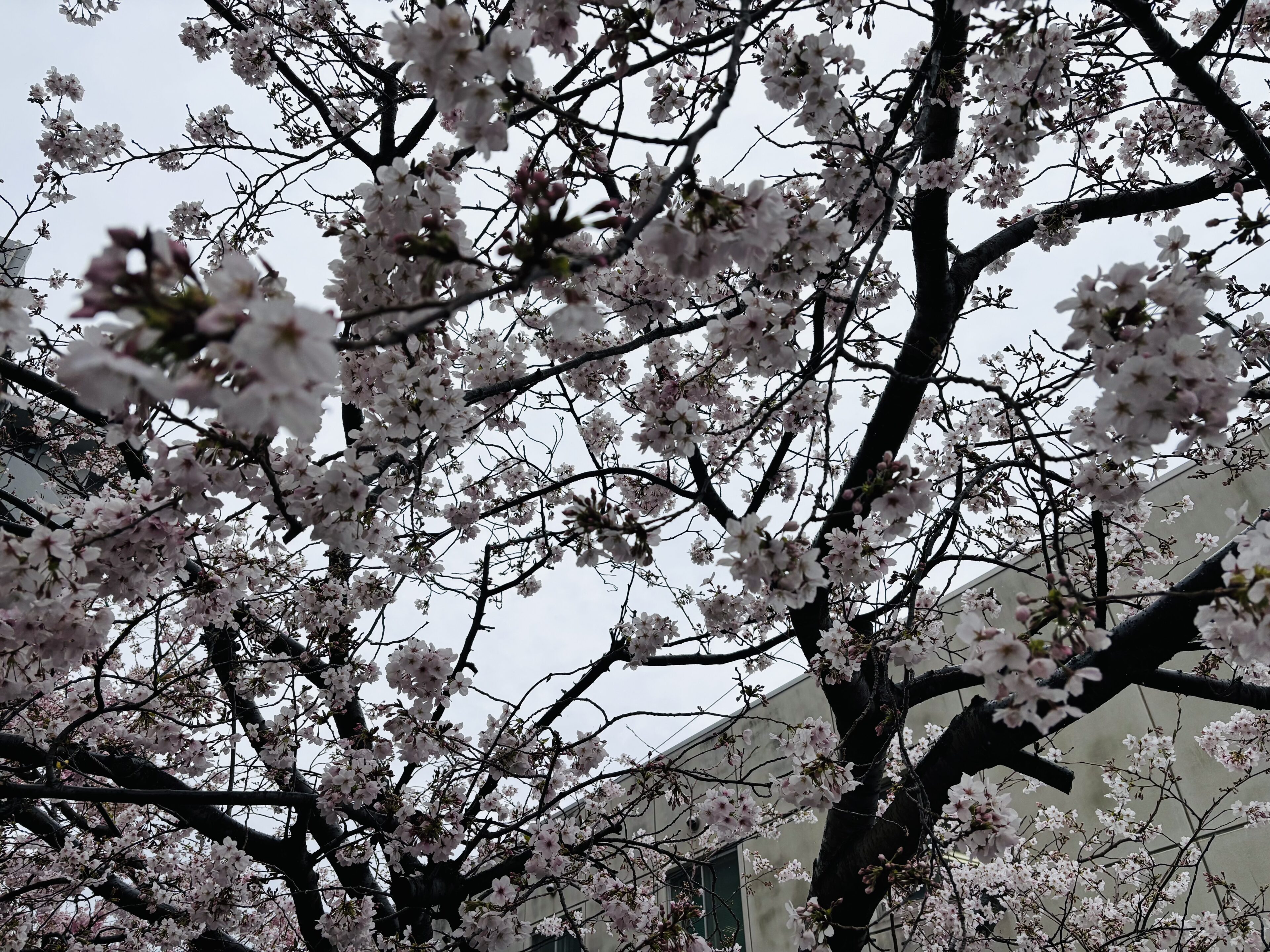 4月から働くママへ。接客業ともいえる薬剤師ママが大切にしていること