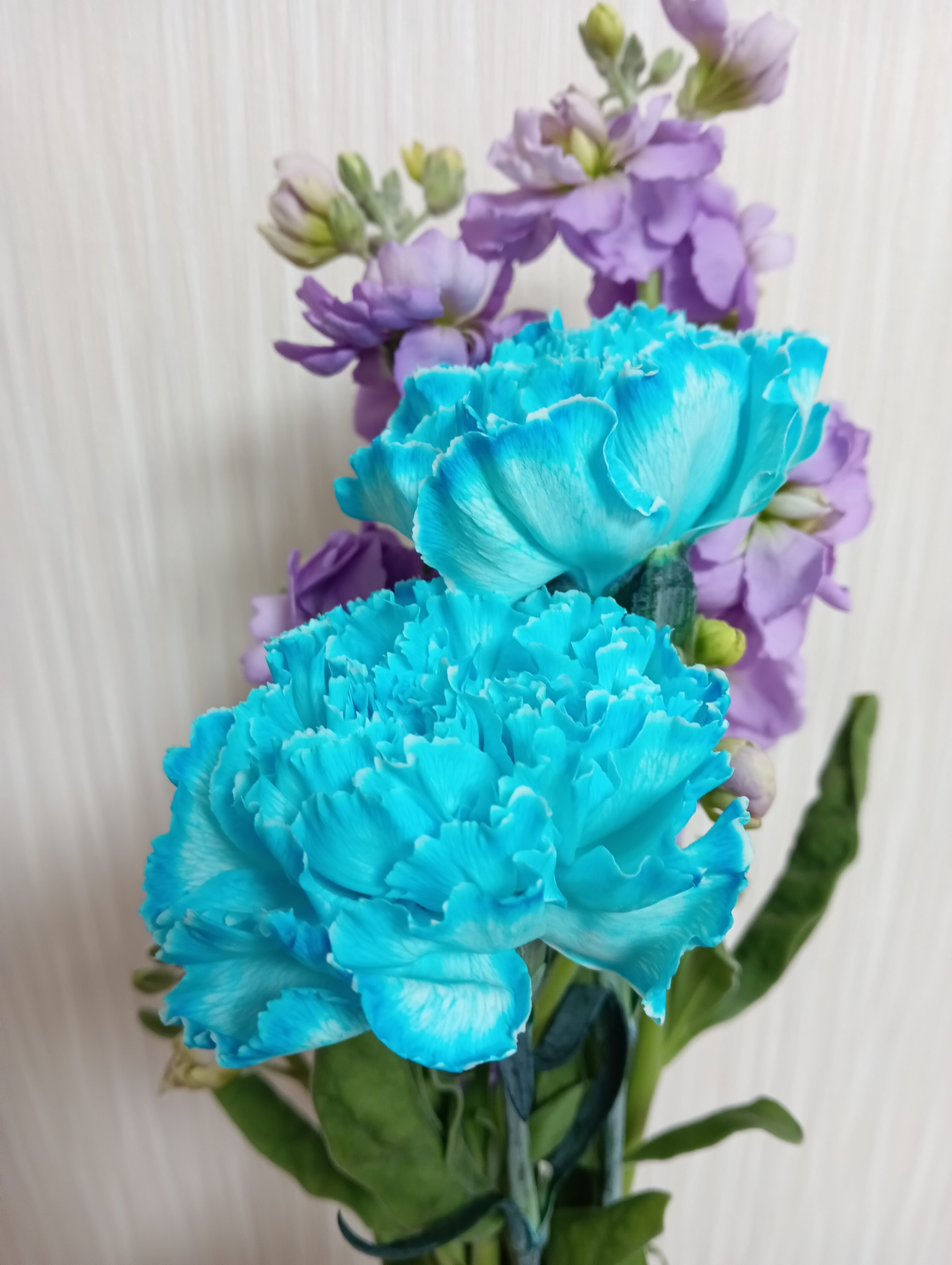 母の日＆プチ実験におすすめ！色付きカーネーションの作り方