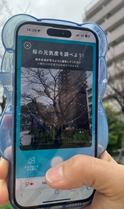桜の写真を撮って、桜の保全活動が出来る！「桜 AIカメラ」知ってる？？