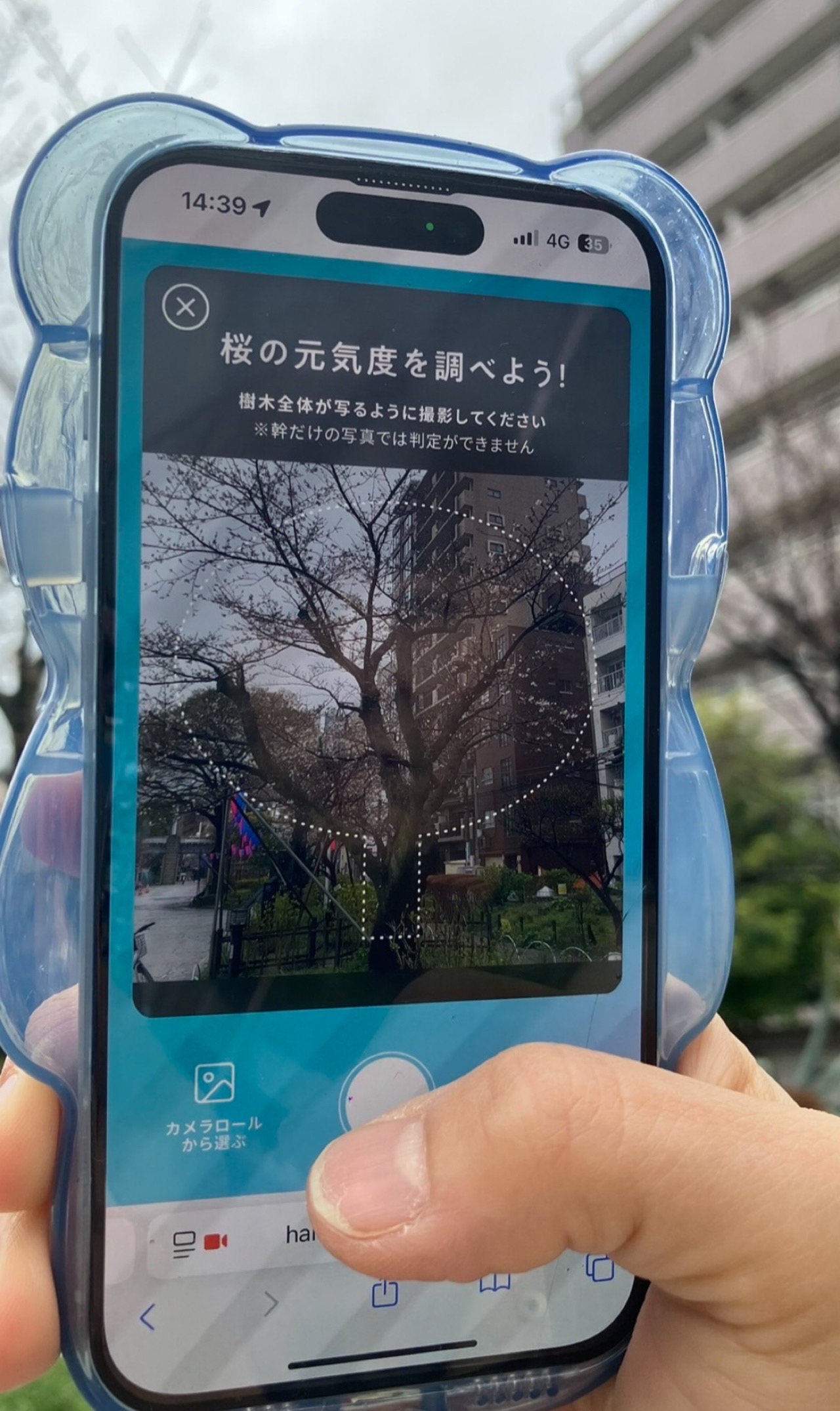 桜の写真を撮って、桜の保全活動が出来る！「桜 AIカメラ」知ってる？？