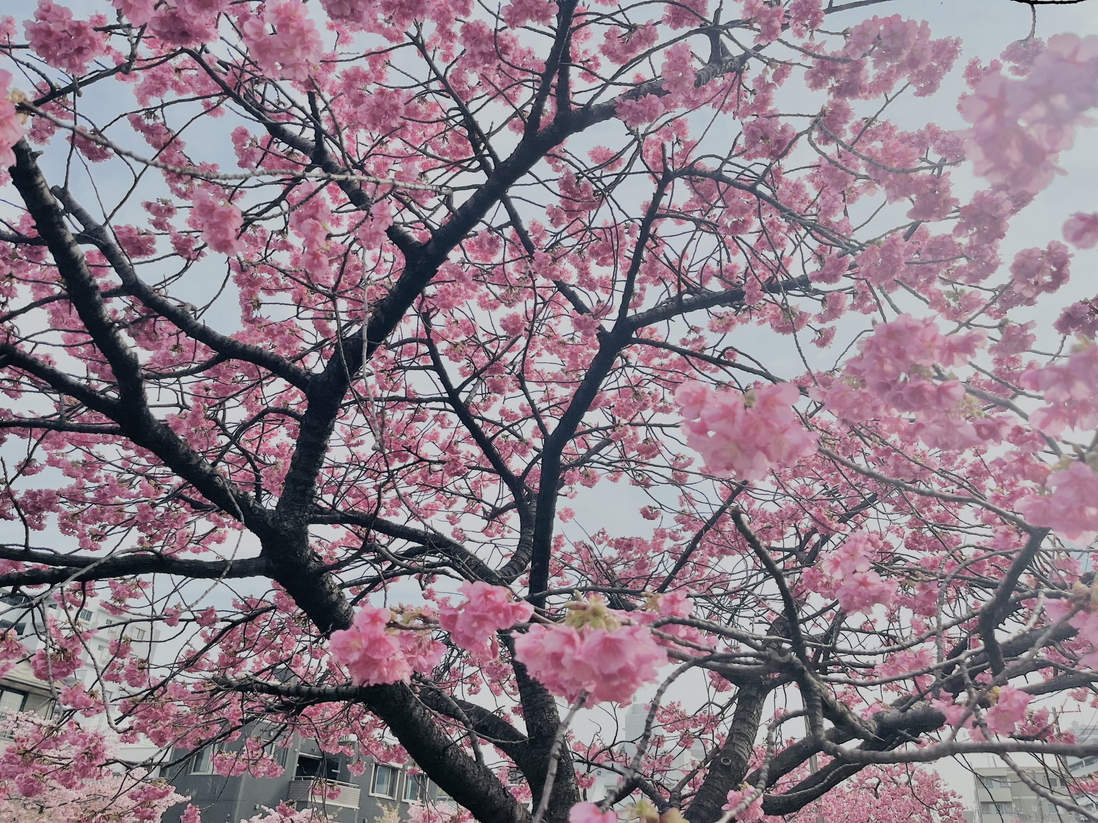 「入学前、みんな何してる？」小学校が楽しみになるわが家の就学準備6つ