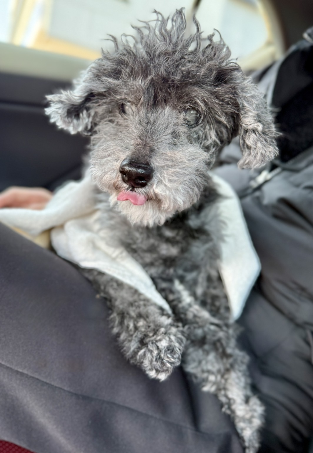 動物病院の待合室で感じた違和感。誰もスマホを見ていなかった理由