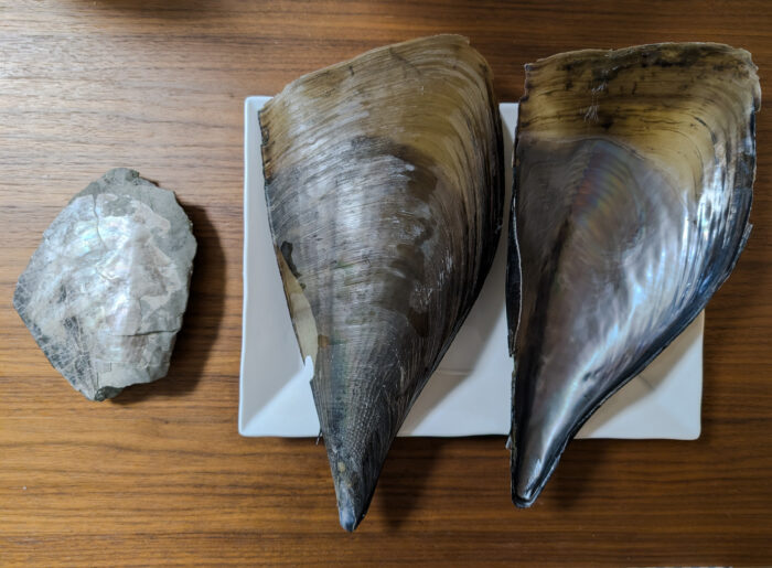 東京で発掘した巨大二枚貝の正体は…まさかの〇〇！築地で実物を見て食べてみた