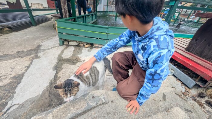 猫好きさん必見！山の釣り堀でヒラメ？！家族で楽しめる穴場スポット【岡山】