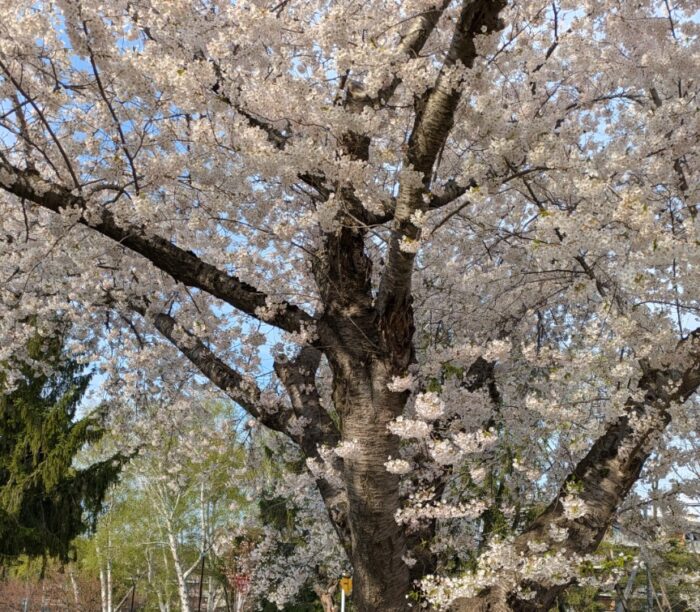 別れの季節～落ち込む母が4歳児の言葉に救われた、忘れられない春～