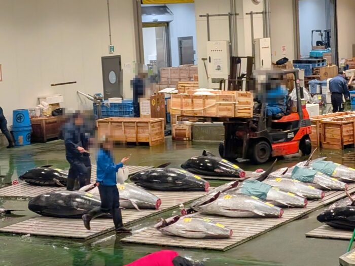 【豊洲市場】マグロ競りを親子で社会科見学！早朝だからこそ味わえる特別体験