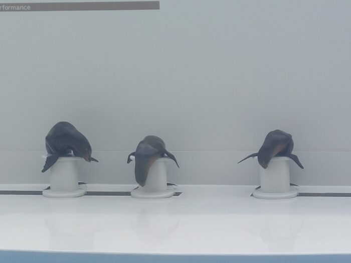 水族館大好きママがオススメ「ここのショーが1番楽しい！」【千葉】