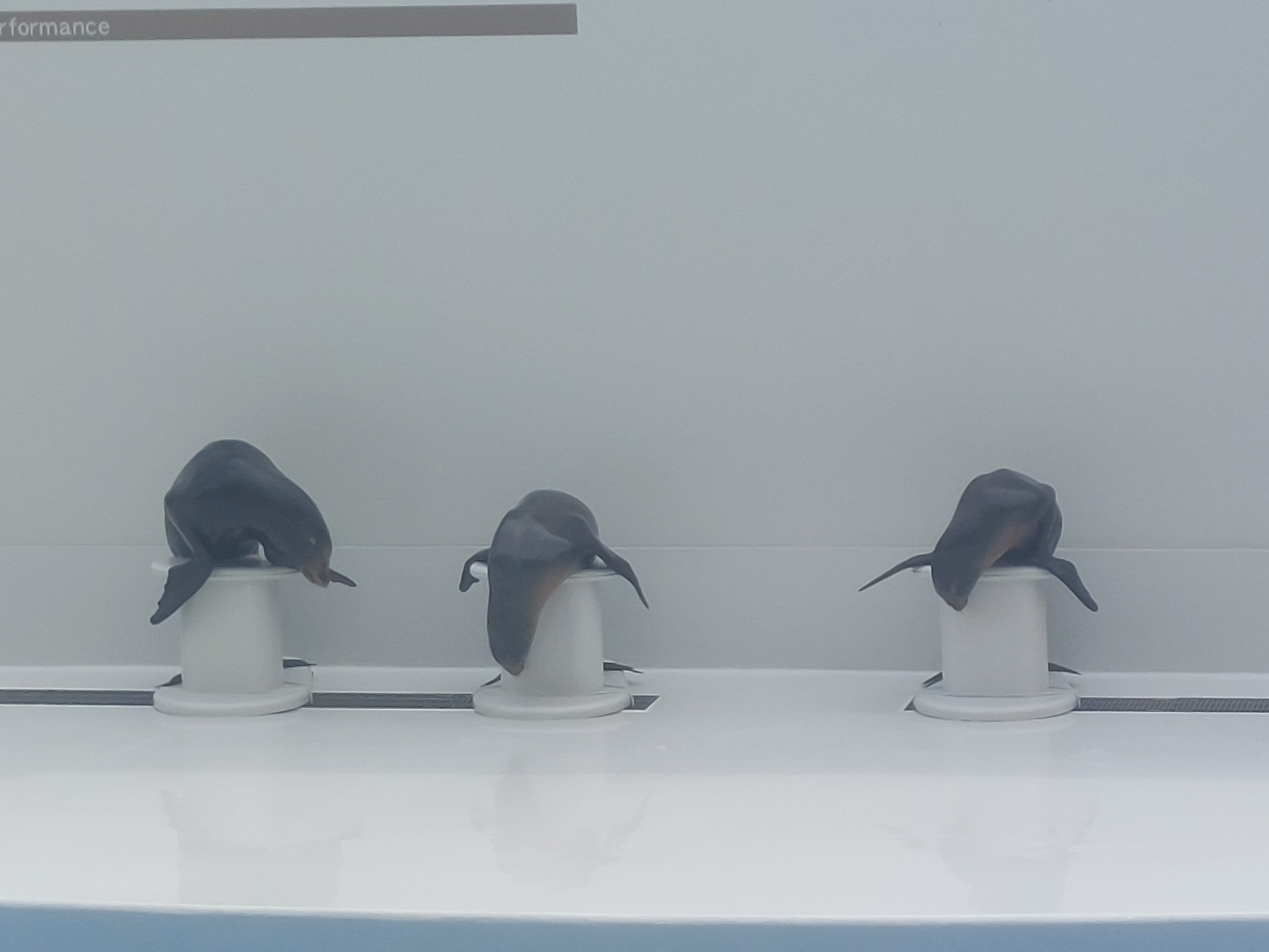 水族館大好きママがオススメ「ここのショーが1番楽しい！」【千葉】