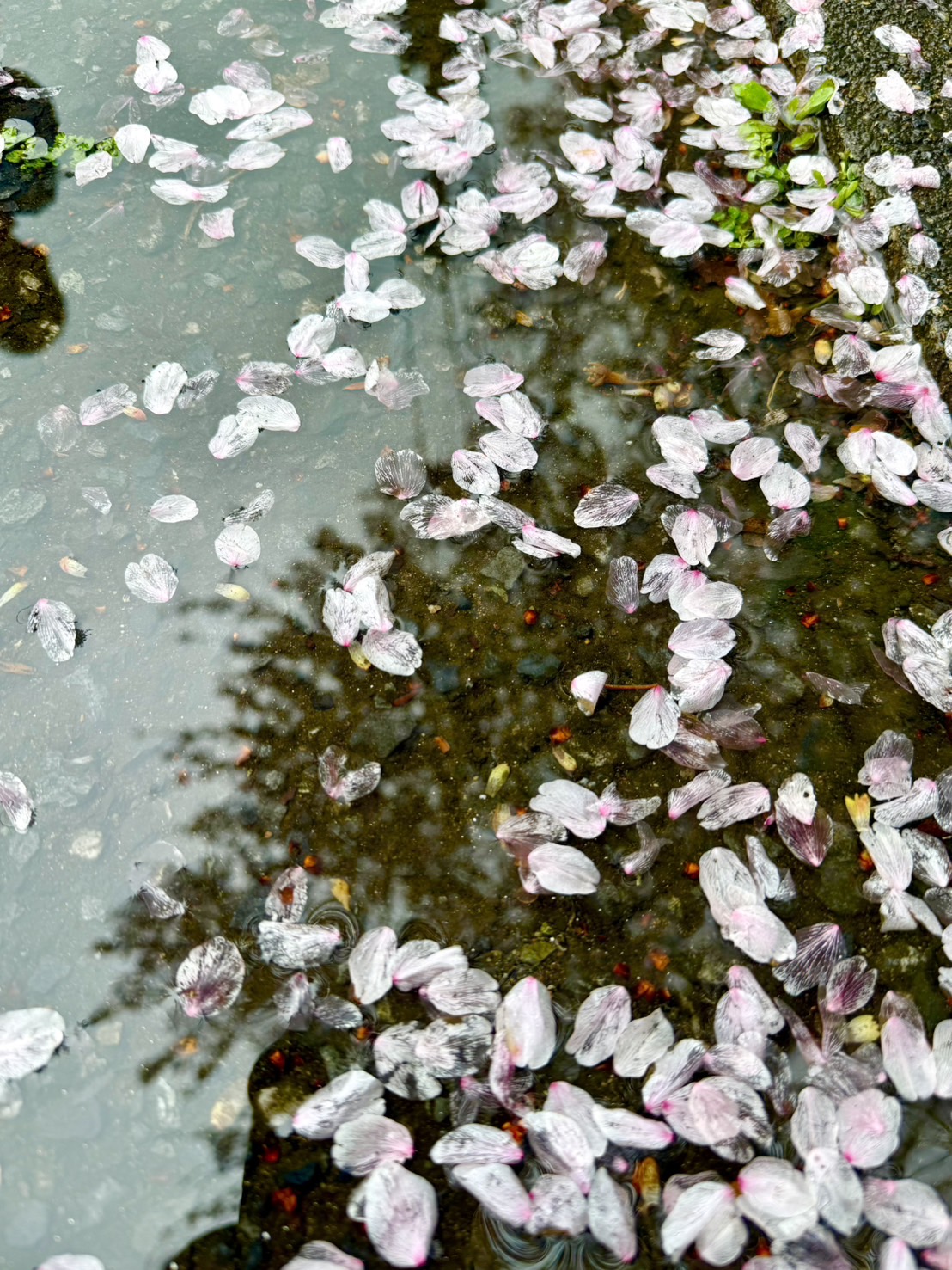 「“頭が悪い”って言われた」息子。“3月生まれでごめん”と思った私が気づいた、新生活で大切にしたいこと