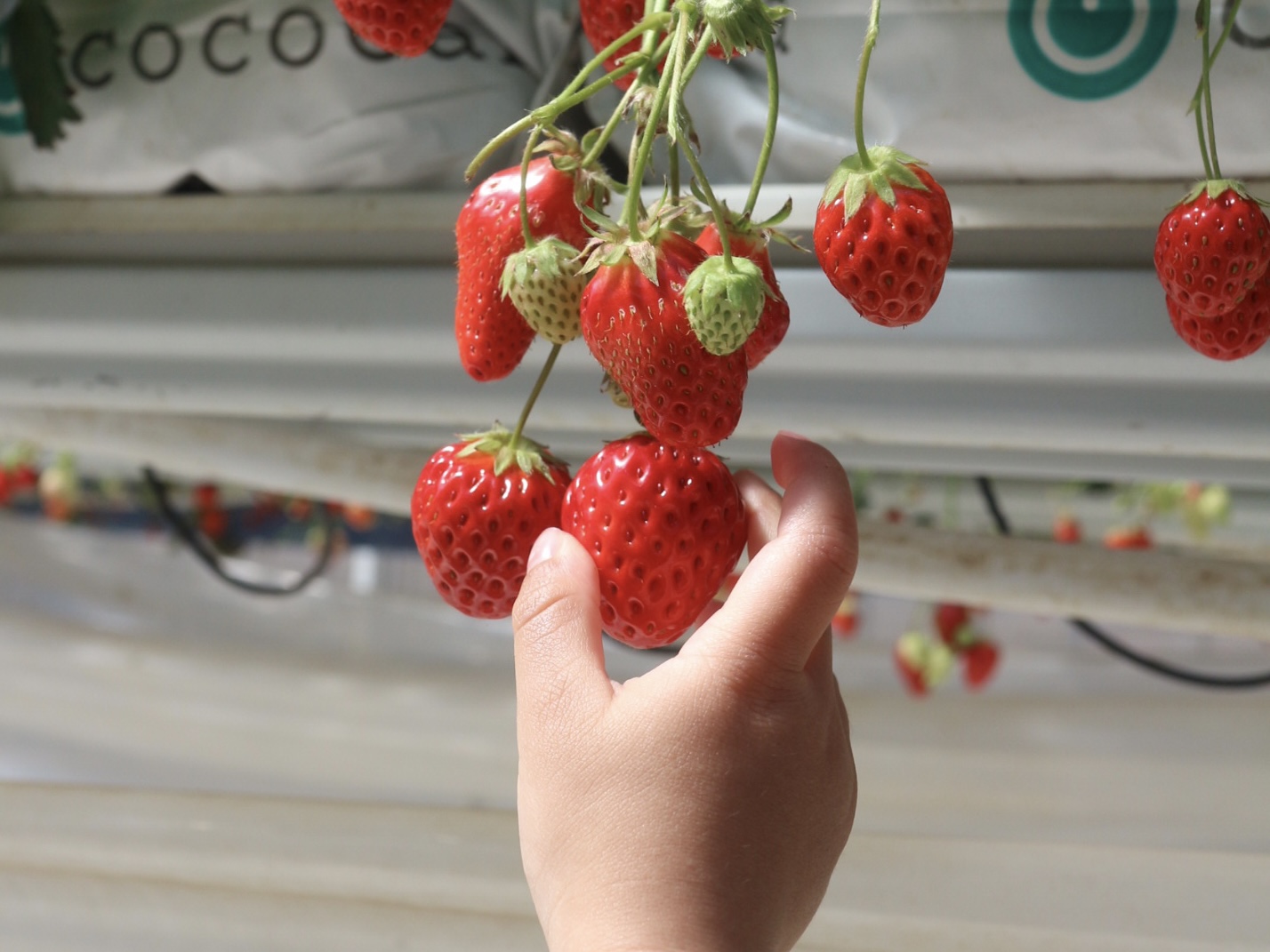 【2歳はじめてのいちご狩り】持っていって正解だったものは◯◯◯！