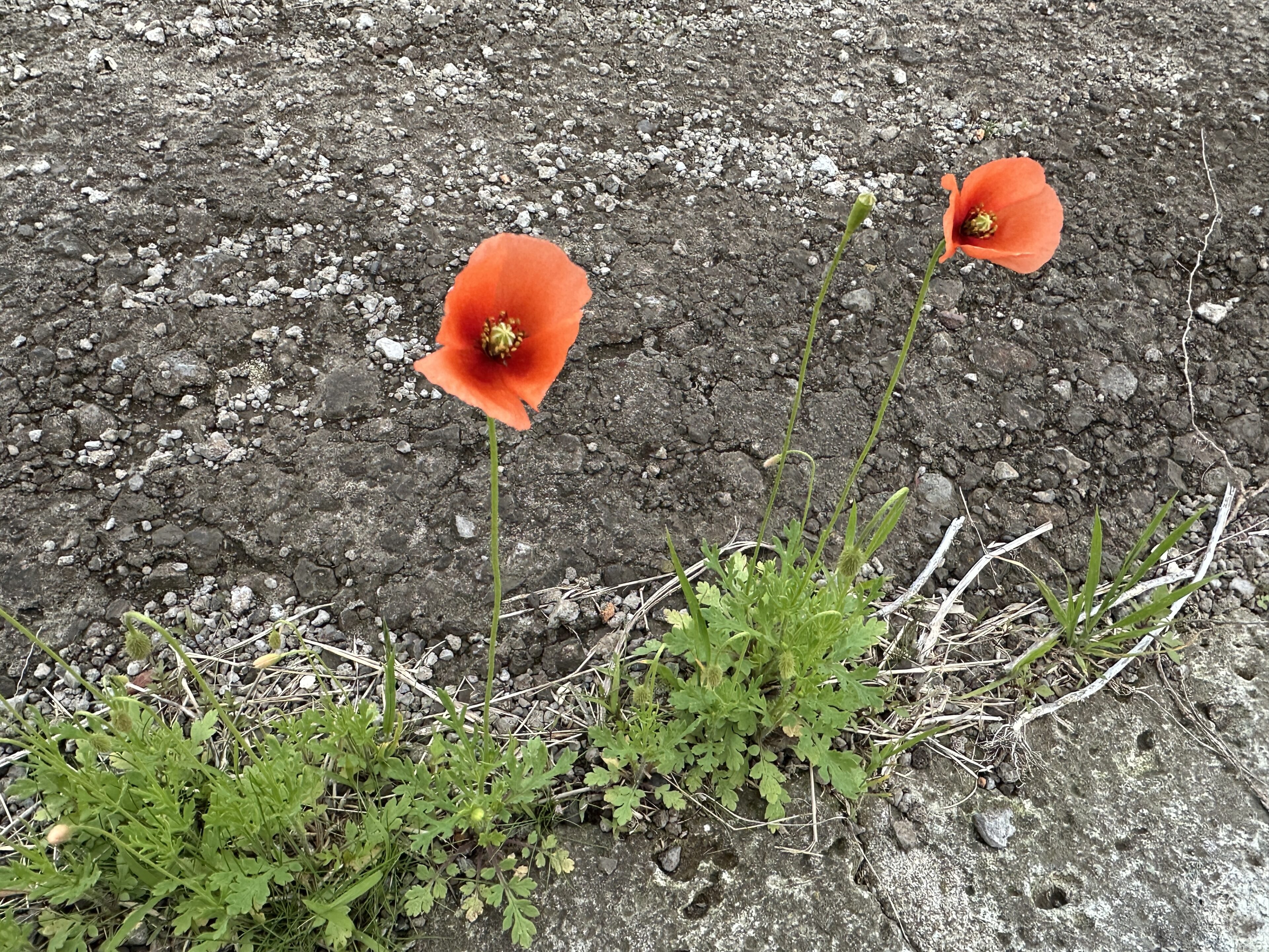 友達からもらった花に植物毒があったら？娘と考えた我が家の向き合い方