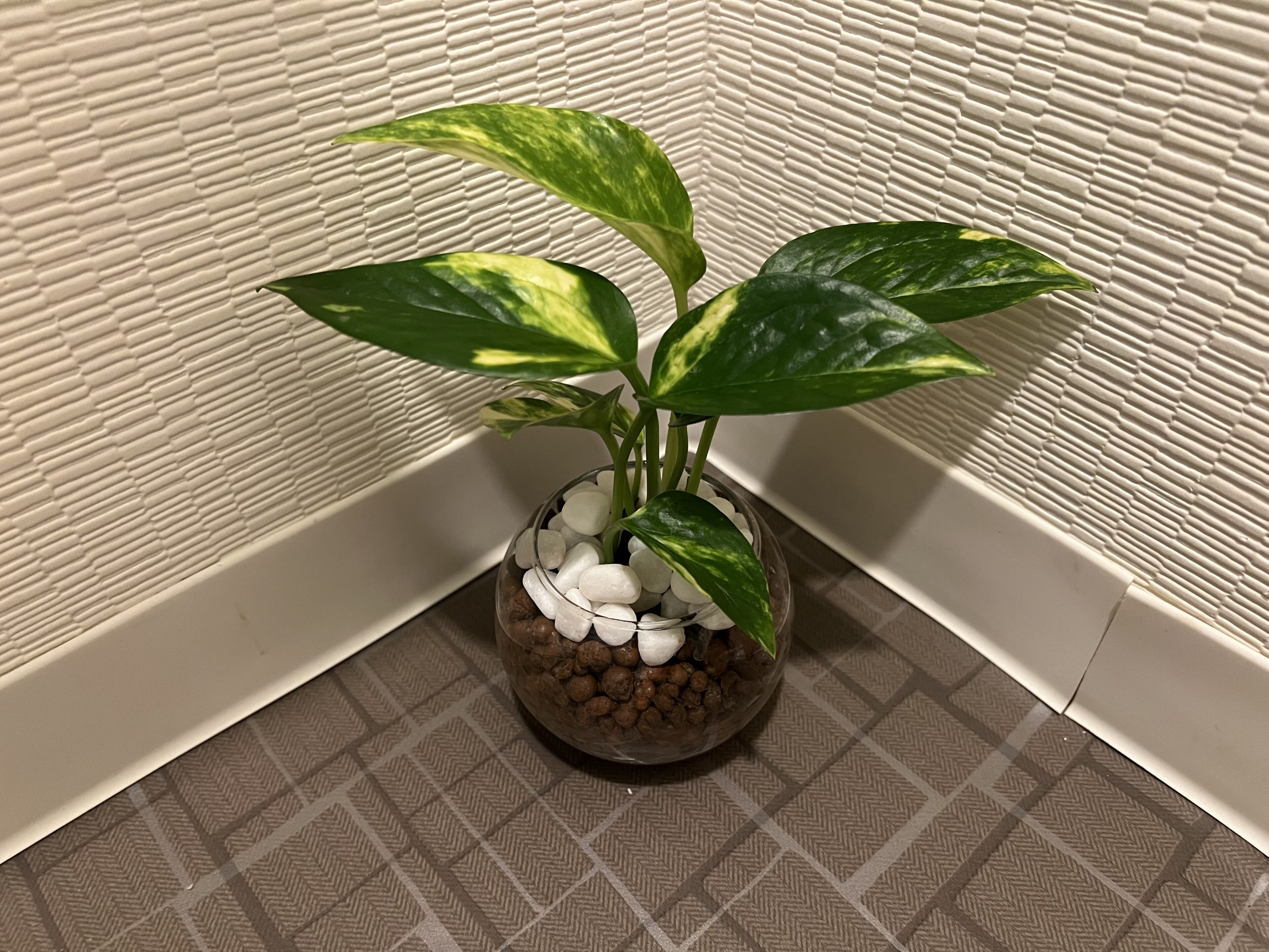 ズボラでもできた！窓なしトイレに置いた小さなグリーン